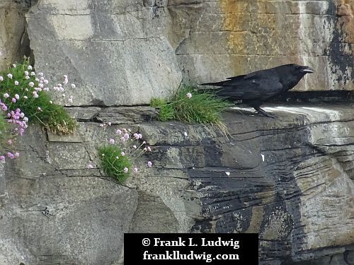 Ravens in Mullaghmore